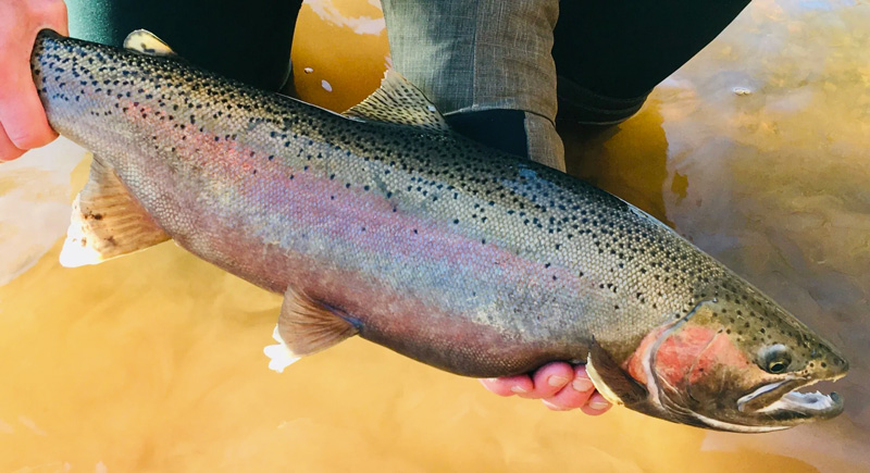 Orleans County steelhead