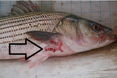 Striper Sore Mycobacteriosis