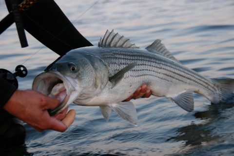 Striper Fish Facts and FAQ