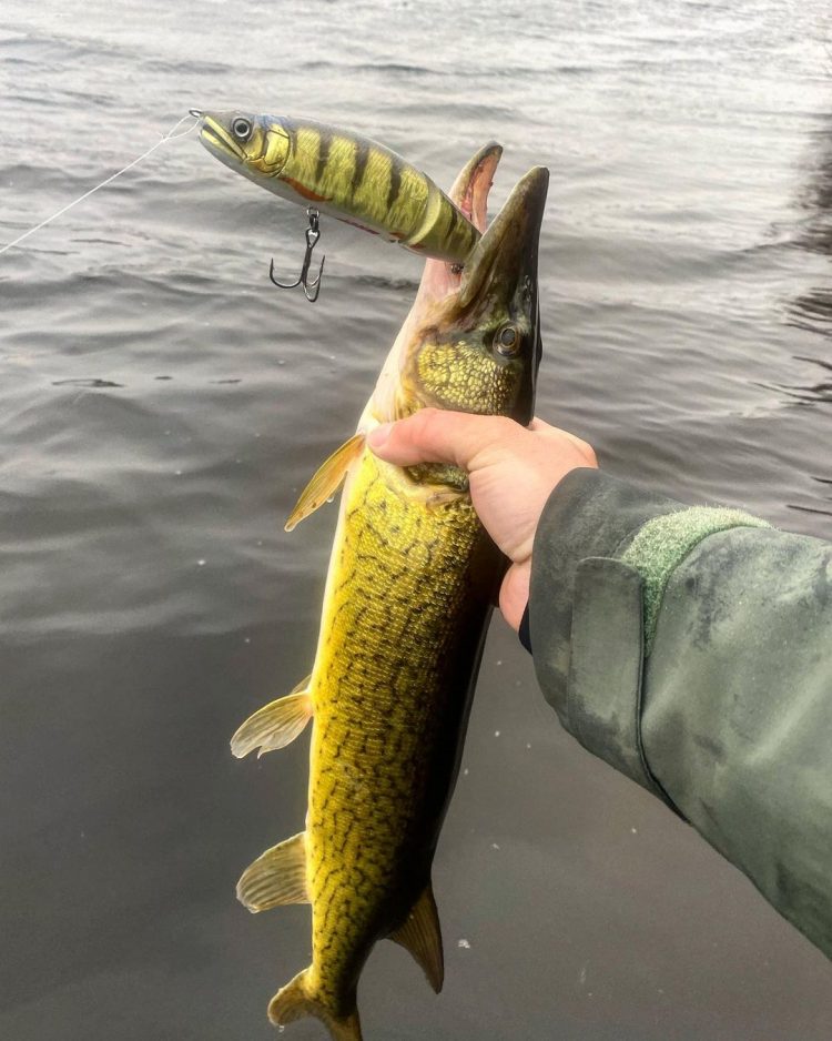 Pickerel fishing with a glidebait