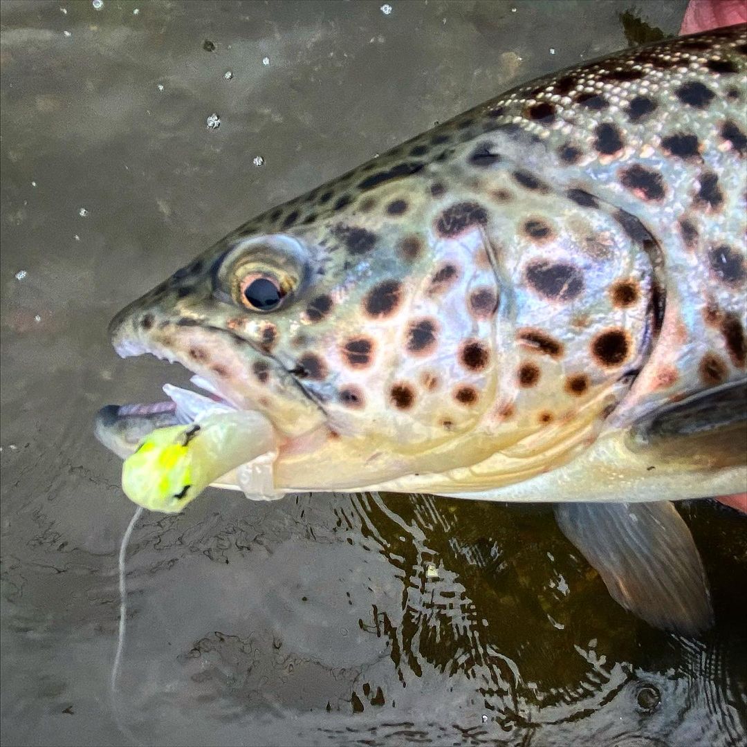 Brown trout