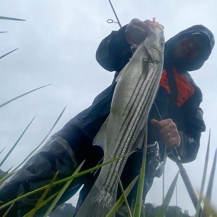 Striped Bass Cape Cod