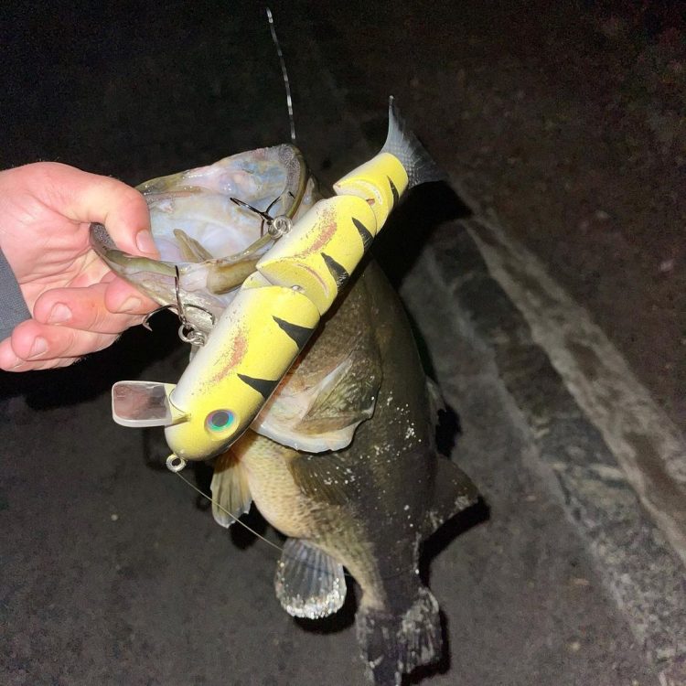 Pre-Spawn Largemouth Bass