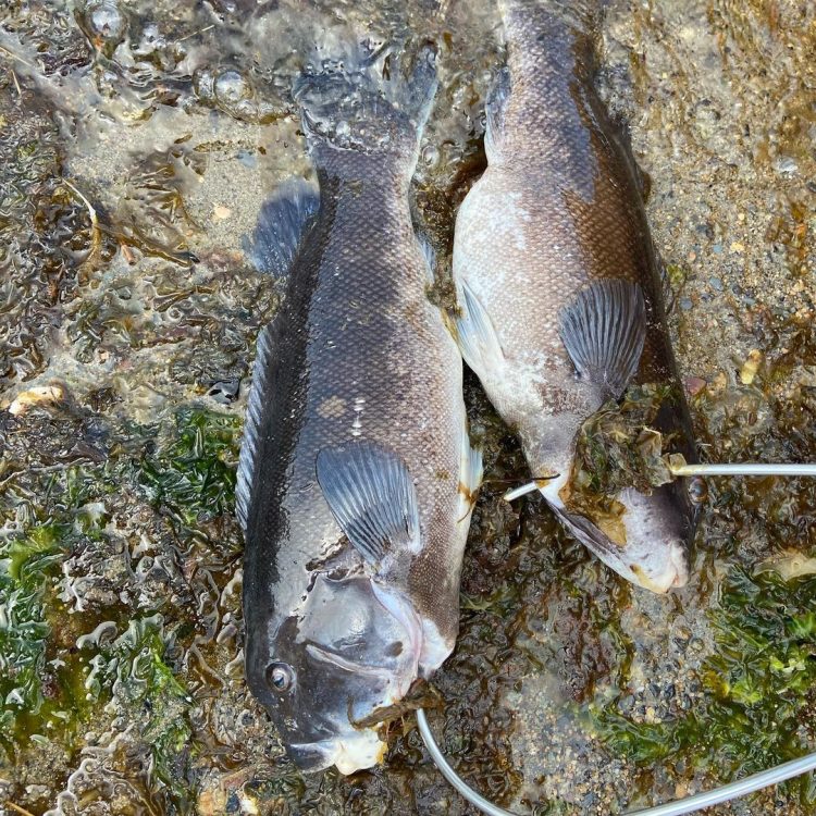 Tautog Kayak Fishing
