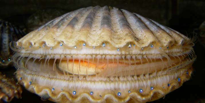Bay Scallop Eyes