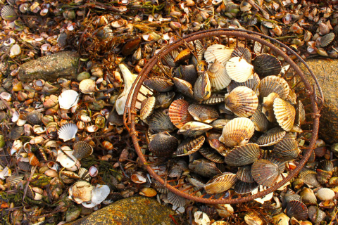 How to Gather Bay Scallops (Techniques and Tips)