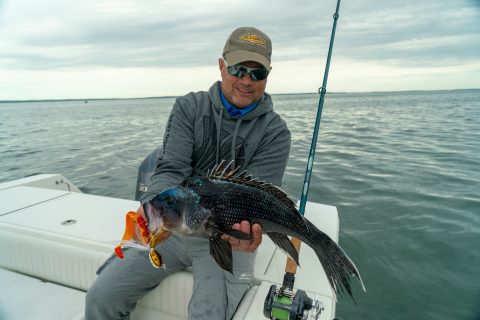 Attention Massachusetts Anglers: Weigh In on 2026 Black Sea Bass Regulations