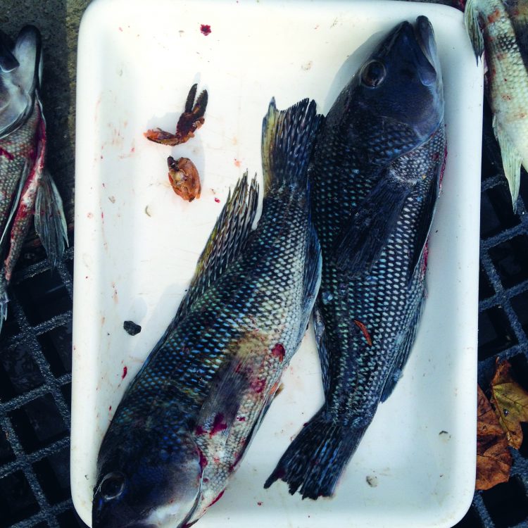 Black Sea Bass Eat Crustaceans