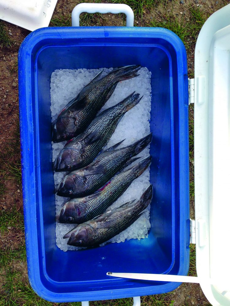 Black Sea Bass Gulf of Maine