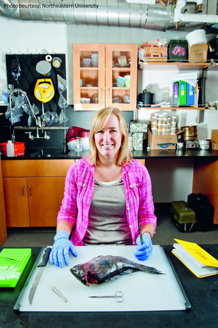 Black Sea Bass Analysis