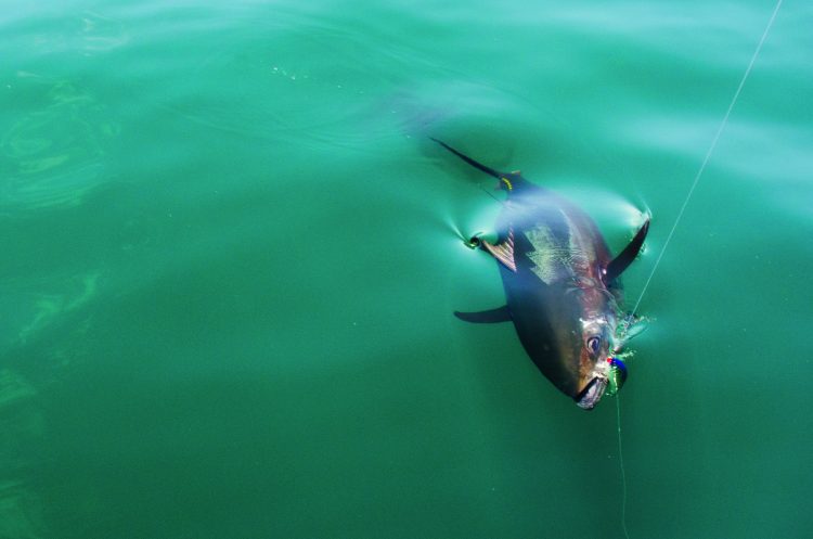 Strategic Lures Bluefin Tuna