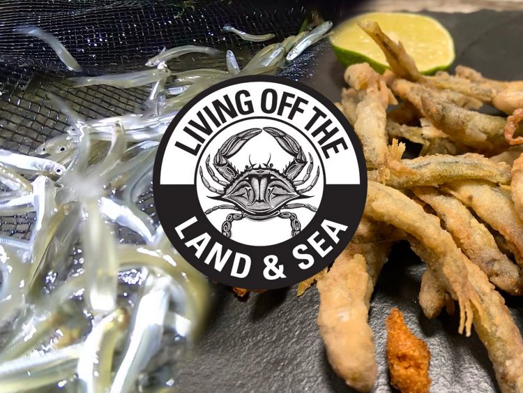 Atlantic Silversides