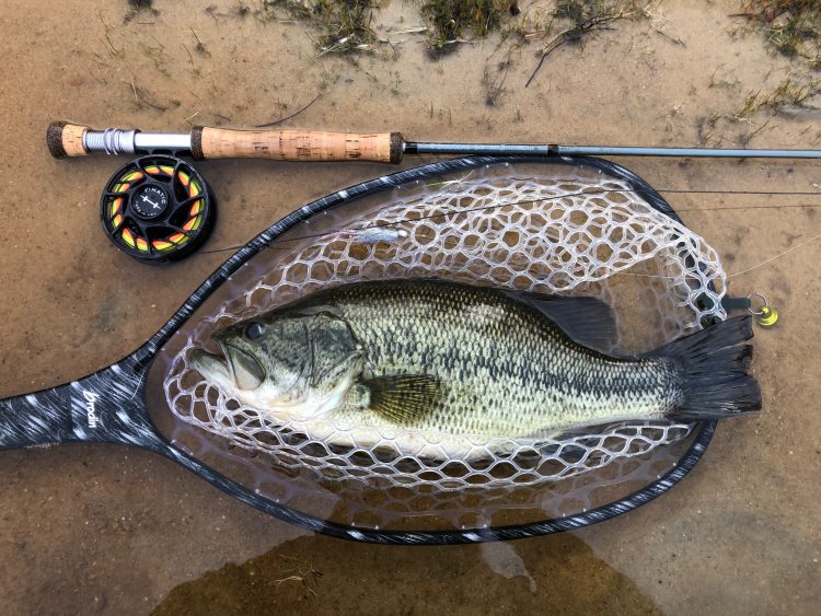 Largemouth bass fly fishing