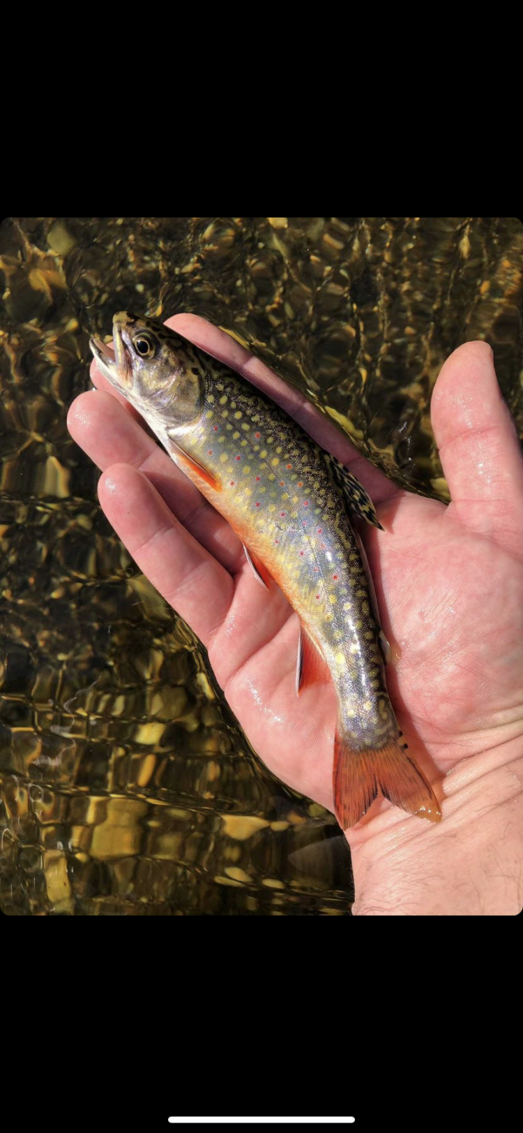 Brook Trout
