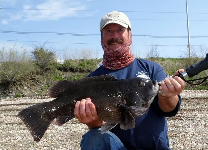 Newport Tautog