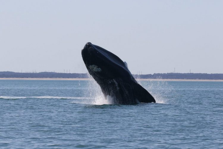 Right Whale Breaching