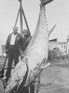 New Jersey bluefin tuna record