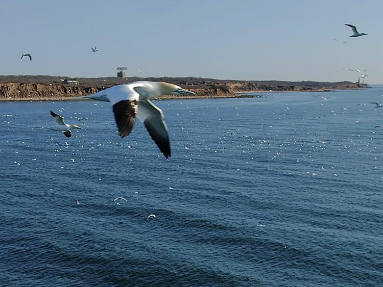 Gannet Birds