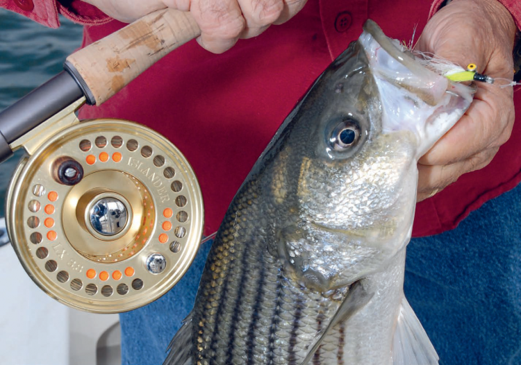 Spring Striper Fly Fishing