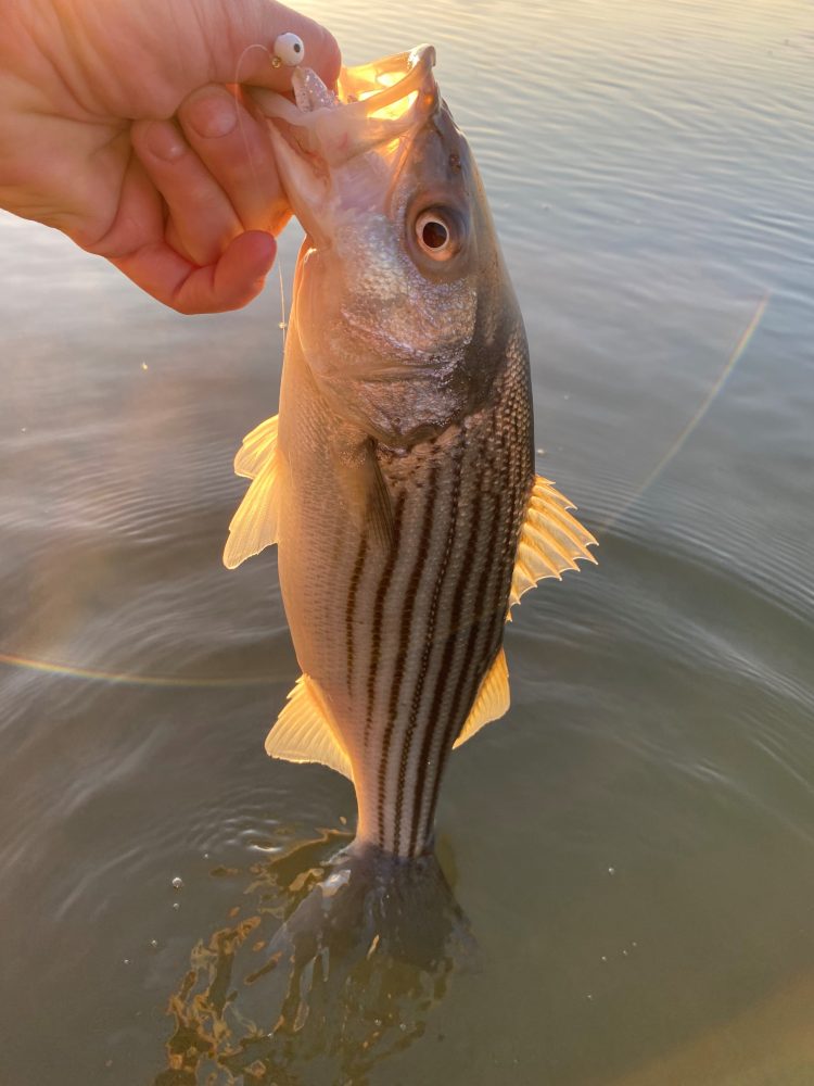 Striper (1)