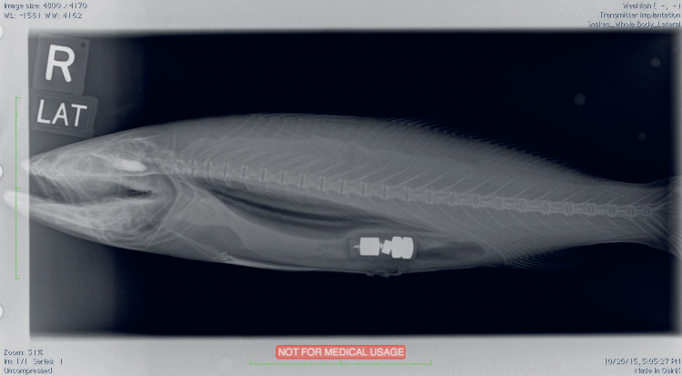 Weakfish Acoustic Tag