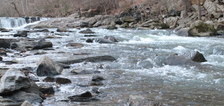 Wissahickon Creek Wissahickon Creek Fly Fishing