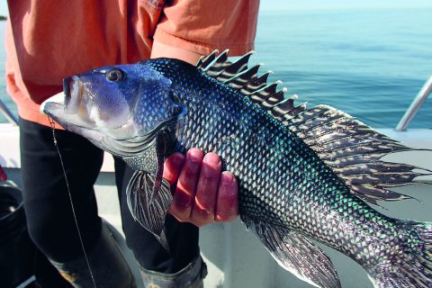 Black Sea Bass Climate Change