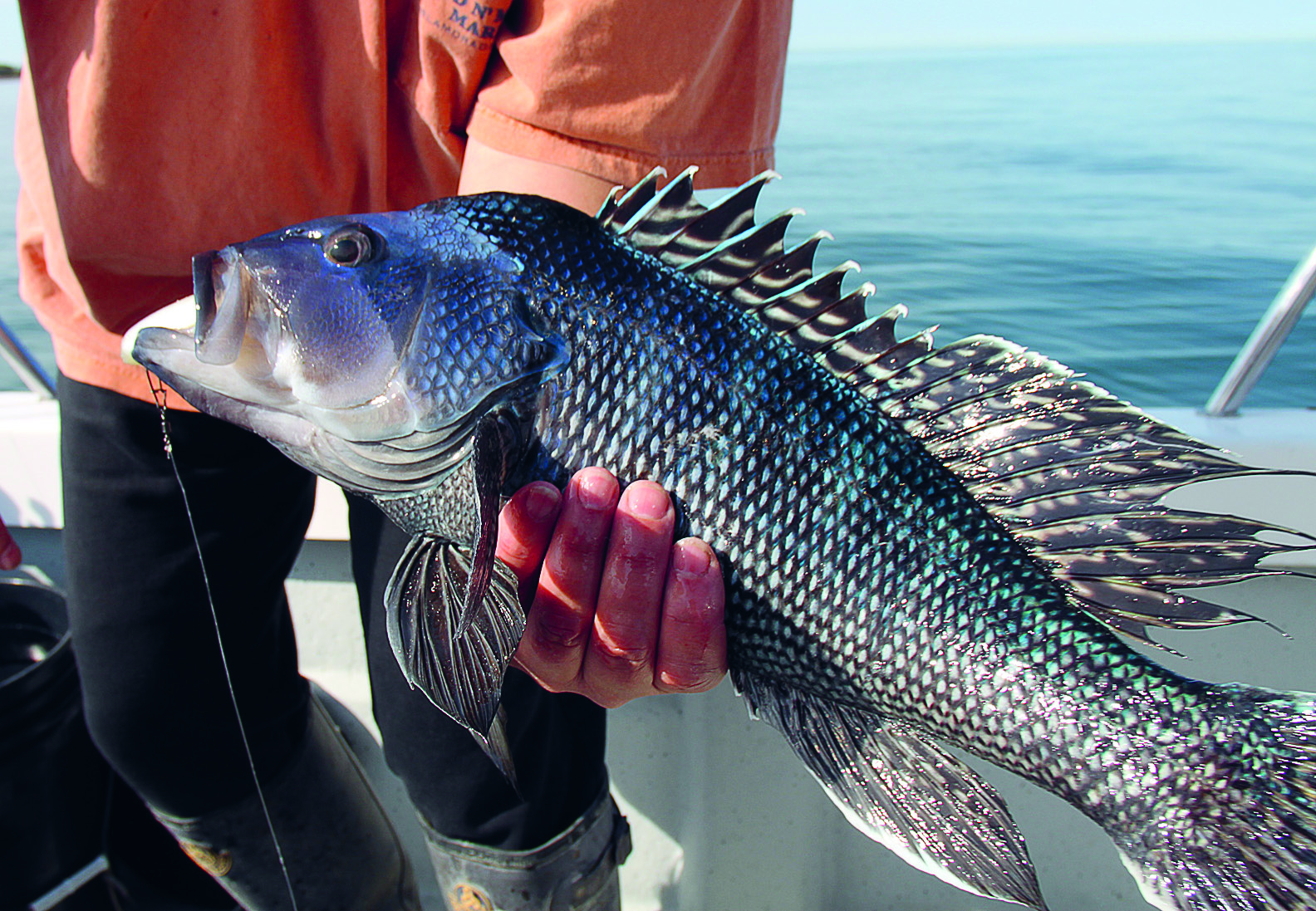 Black Sea Bass Climate Change