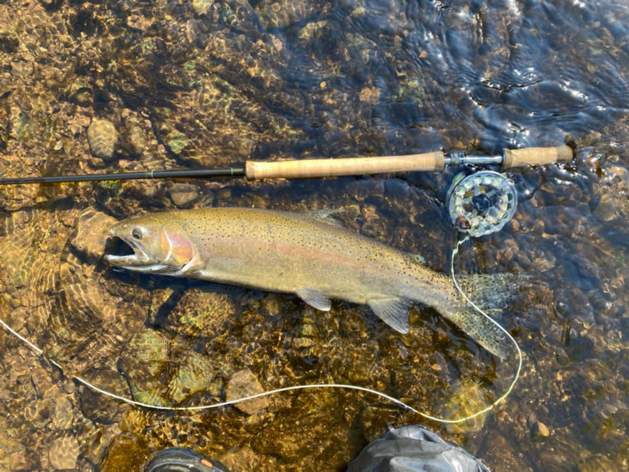steelhead