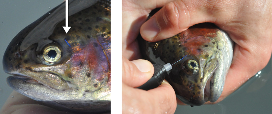rainbow trout VIE tag