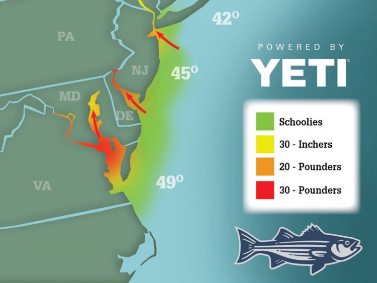 Striper Migration 04-02-2021
