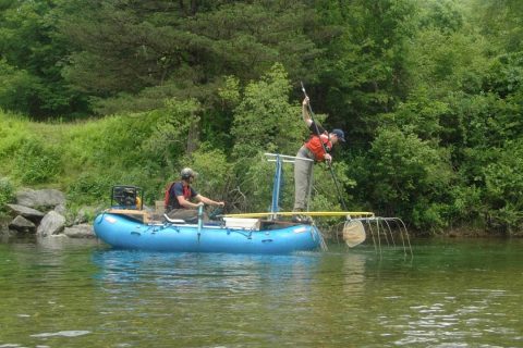 Swift River Trout Study