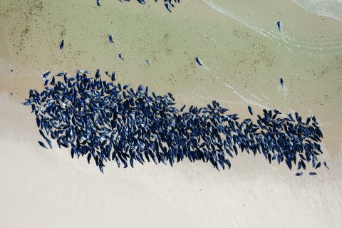 Cape Cod&rsquo;s Seal Problem