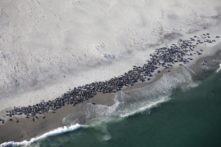 Monomoy Beach Seals