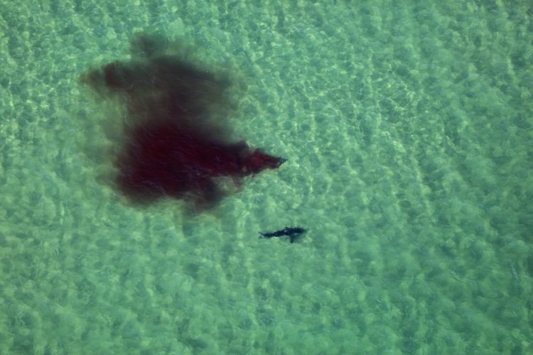 Great White Shark Nauset Beach Attack