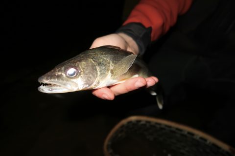 5 Places to Find Walleye in Northern New Jersey