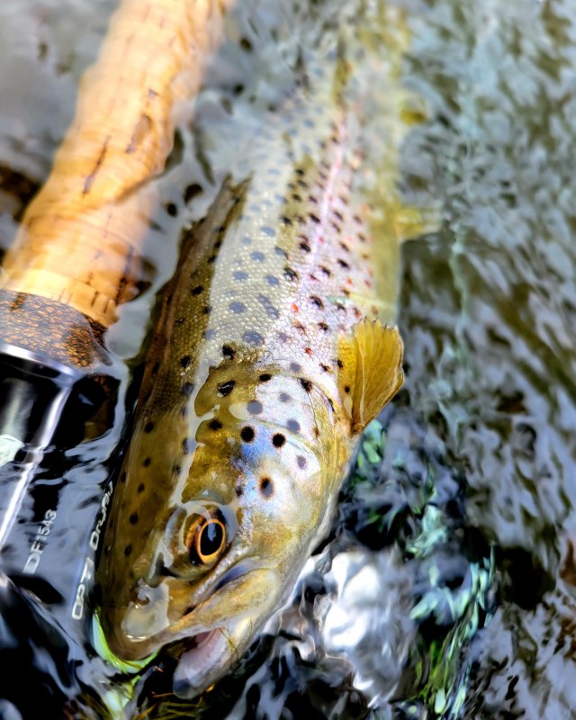 brown trout