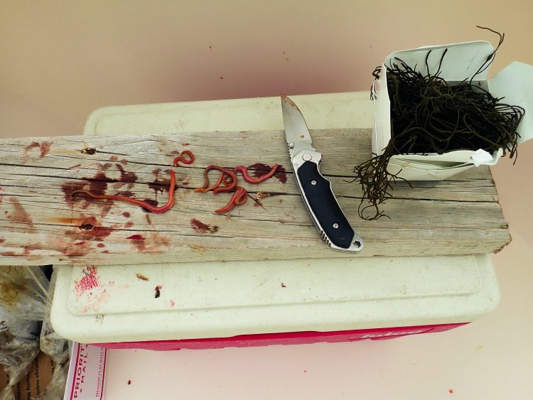 Winter Flounder Bait