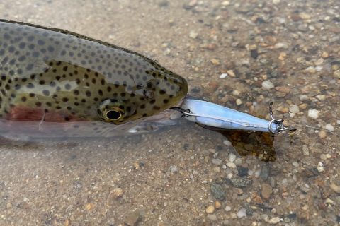 Massachusetts Increases Fishing & Hunting License Fees