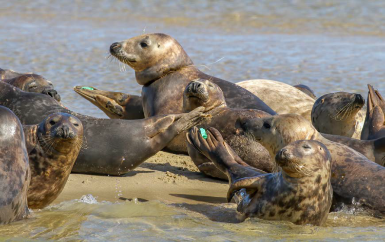 Gray Seals Chatham Harbor