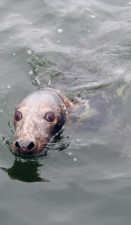 Gray Seal