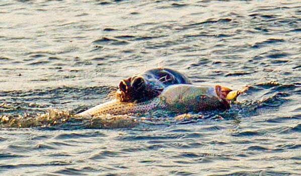 Striper Seal Cape Cod Canal - John Doble