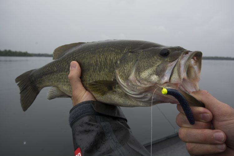 Ned Rig Largemouth Bass