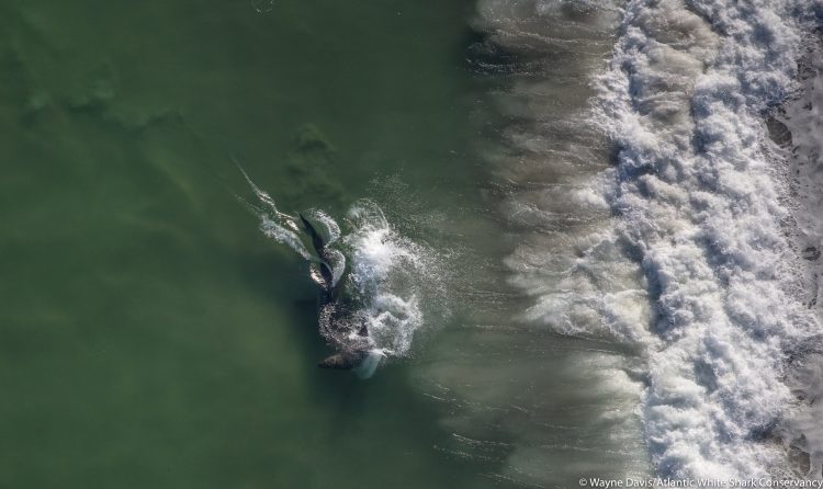 Great White Shark Cape Cod