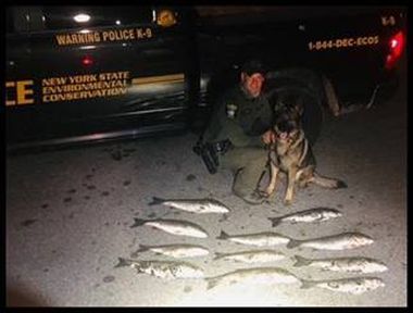 Striper Poachers
