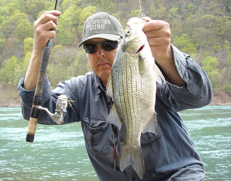 Mike Rzucidlo white bass