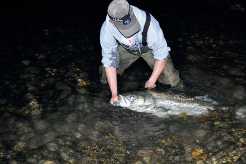 Bottle Darter Striper