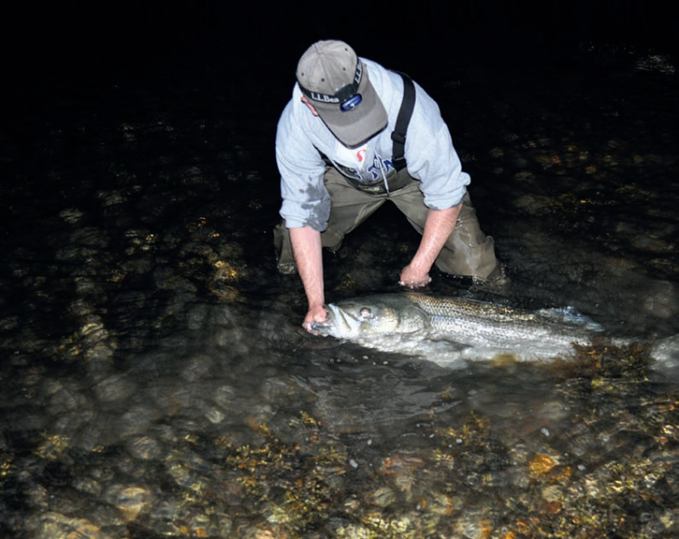 Bottle Darter Striper