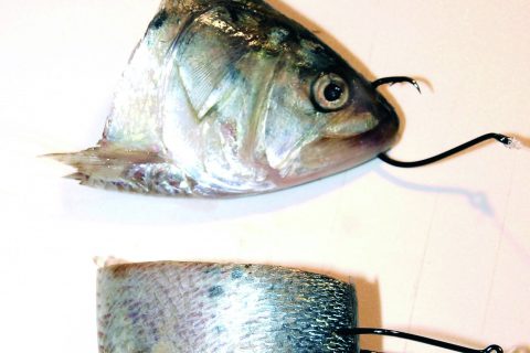 Choosing the Correct Circle Hook Size for Stripers