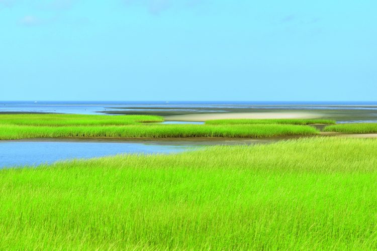Cape Cod Marsh